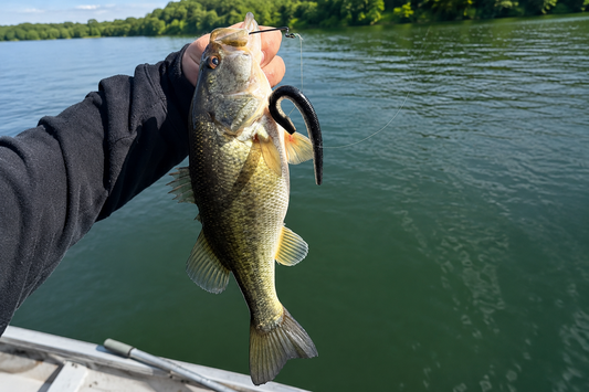RFC 5" Stick Bait - 8 Pack