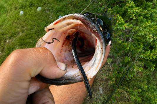 RFC 6" Finesse Worm - 8 Pack